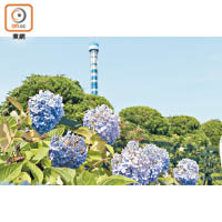 拍攝八景島繡球花時，不妨多以樂園遊戲設施作花的背景。