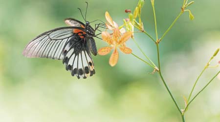 鳳園是香港和亞洲區著名的賞蝶地點，圖為美鳳蝶。
