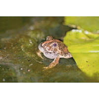 澤蛙是本港常見的蛙類，對環境的適應力很強。