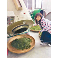 為了解茶葉採收過程，她特意到茶園學習採茶過程。