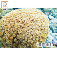 角孔珊瑚是海下灣一帶常見的珊瑚，有時甚至在近岸位置都看得到。