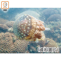 巴布亞硝水母屬無脊椎生物，在香港其他水域很難看到如此自由暢泳的水母。