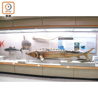 館中有大量標本，包括各大小鯊魚、魔鬼魚、鱘魚，甚至淡水魚中最大的象魚都可看到。