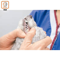 Dr. Pauline表示，主人最好定期檢驗年長動物的牙齒。
