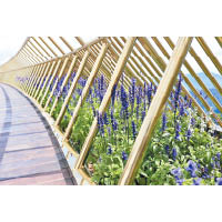 Le Jardin D’Amour空中花園的橋下長滿了漂亮的花朵。