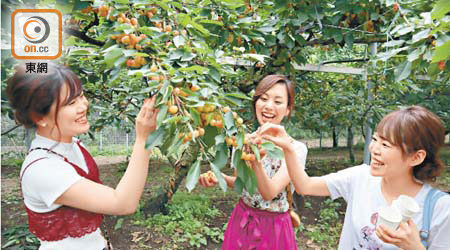 佐藤錦櫻桃被日本人奉為「水果寶石」，難怪摘得如此開心。