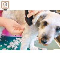 狗狗的毛毛不應剪得太貼身，否則其皮膚很易曬傷。