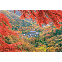 每逢秋日，白羊寺都會被四周的紅楓重重包圍。