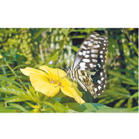 蝴蝶公園內有共6,000隻蝴蝶，當中不乏珍貴品種。