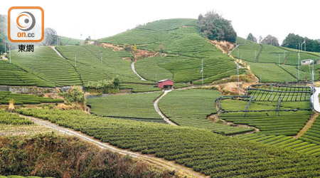 京都府近半宇治茶均產自「日本最美鄉村」和束町。
