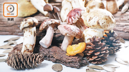 各種菇菌形態、味道及香氣各異，能與不同食材配搭，炮製出獨特菇饌。