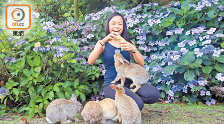 廣島縣大久野島是知名的兔島，島上有超過1,000隻兔仔，而且每隻均十分熱情呢。
