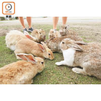 只要你出手餵糧，兔兔們便會一擁而上。
