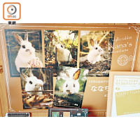 最人氣商品之一印有兔島兔仔萌樣的明信片。