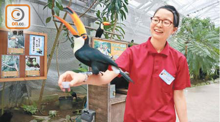 熱帶鳥溫室的大嘴鳥相當熱情，牠們可會毫不客氣地走到你臂彎上。