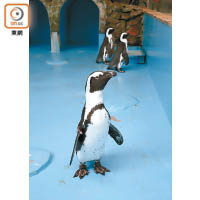 若想看每天兩場的企鵝散步，記得10:30am或2:00pm到熱帶鳥溫室。