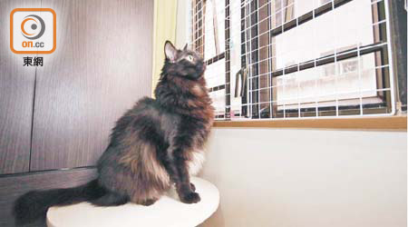 在家居裝設窗網，可防止寵物從高處墮下。