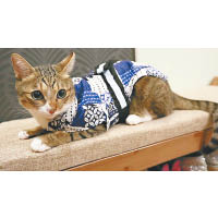 今年初，兩位主人為Oki成立專頁「琉球皇Oki」，很快已吸納了7,000多位貓粉。