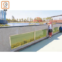 樂農館水池旁走廊可讓訪客「走入」池底，透過玻璃觀察池中生態。