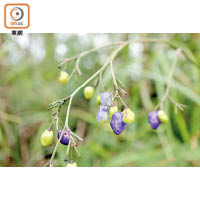 山菅蘭的紫色果實有毒，小心別誤食。