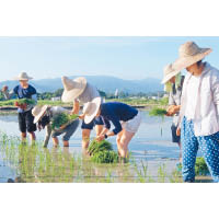 塱原收割稻米