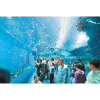 參觀者可走過拱形水底長廊，跟各種海洋生物近距離接觸。