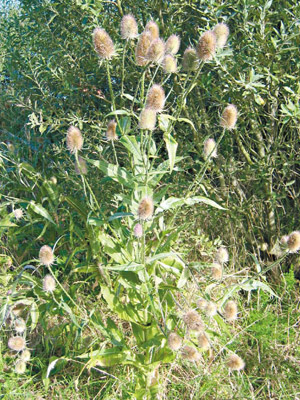 https://commons.wikimedia.org/wiki/File:Dipsacus_fullonum1.jpg