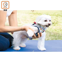主人可以幫狗狗按摩四肢關節，作為練習Doga前的熱身。