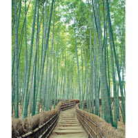位於天龍寺北側的嵯峨野竹林步道，吸引不少旅客慕名前來。