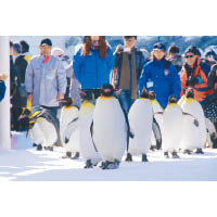 行程會到訪旭山動物園，可見識趣致的企鵝遊行。