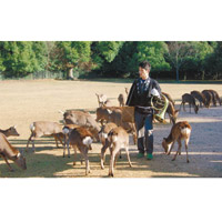 於奈良公園可近距離接觸可愛鹿仔。