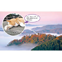 日本有位貓城主最愛微服出巡