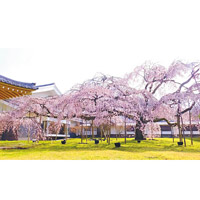 第4位：醍醐寺<br>醍醐寺內靈寶館有樹齡逾150年的極優美枝垂櫻，盛放時畫面非常壯觀，開花預想日為3月25日。