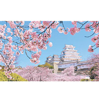 第5位：姬路城<br>種有約1,000棵櫻花樹的姬路城，是「櫻花名所百選」之一，開花預想日為3月26日。