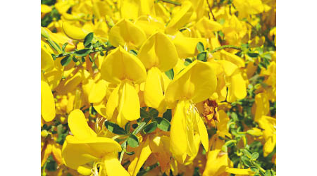 https://upload.wikimedia.org/wikipedia/commons/2/22/20140504Cytisus_scoparius1.jpg