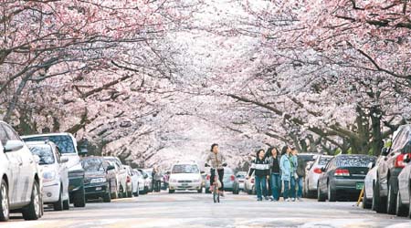 釜山的南川洞櫻花路享負盛名。