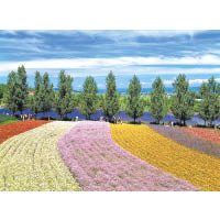 北海道旅遊已不限於冬天，春夏花季同樣受港人歡迎。