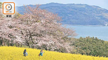 櫻花配上油菜花田，是春日能古島海島公園的指定打卡位！