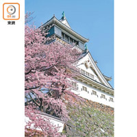 小倉城是北九州市的一大賞櫻勝地，到訪時正值櫻花盛放，畫面甚為優美。
