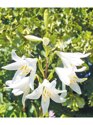 https://upload.wikimedia.org/wikipedia/commons/b/b2/Lilium_candidum_%27Madonna_lily%27_%28Liliaceae%29_flowers.JPG