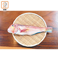 日本赤甘鯛又稱馬頭魚、方頭魚，肉質綿密滑溜。踏入5月份，盛產於日本中部即關西一帶。