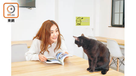 「浪浪抱抱」是一個人貓共享的工作空間，訪客不但可以找到片刻休閒，還有機會遇上合眼緣的貓咪。