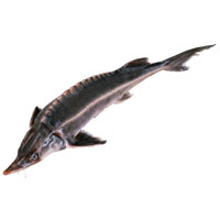 中華鱘屬於鱘魚類，是現存其中一種最原始的魚類，中華鱘更是中國所獨有，體形龐大最高紀錄重達500公斤，身上每個部分都蘊含豐富營養。