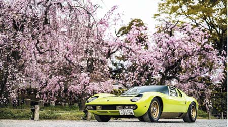 榮獲「1963~1970年款」的組別冠軍和「最佳Lamborghini」獎項的Miura SV，在櫻花美景映襯下，分外有氣勢。