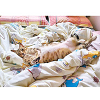 Wendy的睡床早已成為貓咪們午睡的地點。