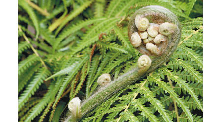 https://commons.wikimedia.org/wiki/File:Athyrium_filix-femina.jpg