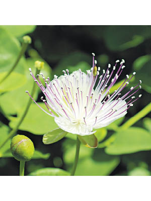 https://upload.wikimedia.org/wikipedia/commons/a/a5/Capparis_spinosa-IMG_3415.jpg