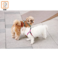 到街上散步，可讓毛孩有機會接觸其他狗狗，培養社交能力。