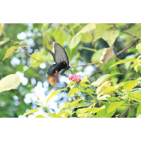 香港蝴蝶種類繁多，圖為藍鳳蝶。