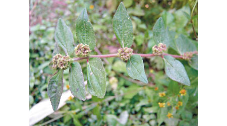 https://commons.wikimedia.org/wiki/File:Euphorbia_hirta_NP.JPG